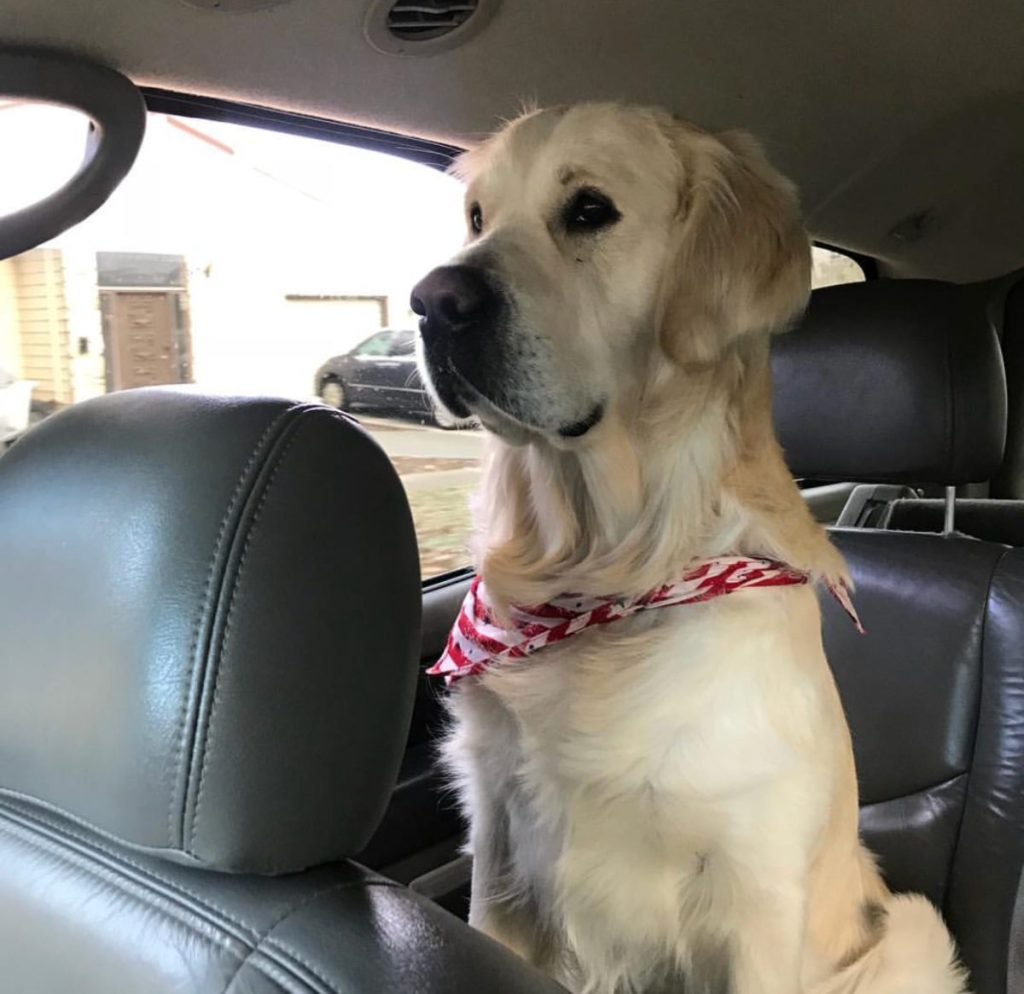 Finn in car English Cream Golden Retriever