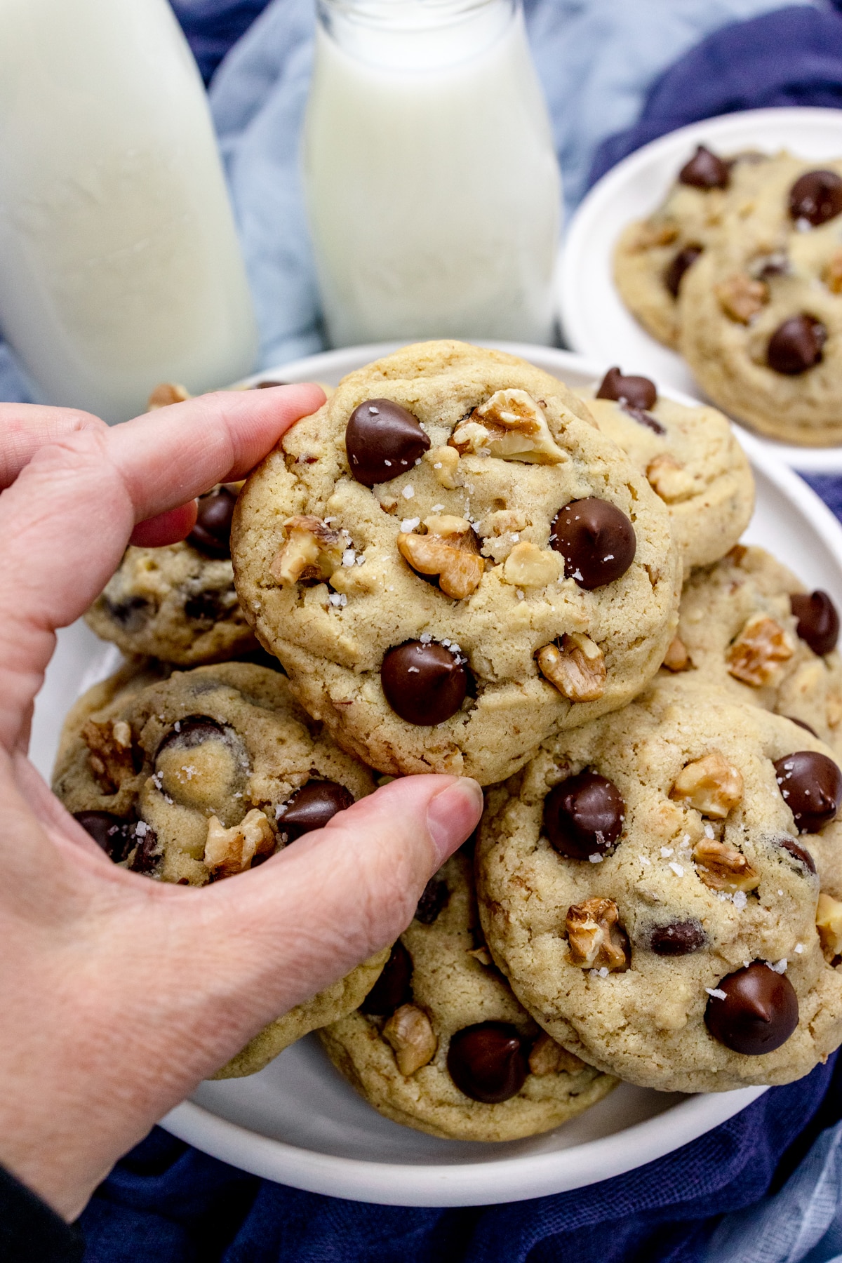 Close up view of a hand holding a Chocolate Chip Walnut Cookie over a white plate with more cookies on it and glasses of milk beside it.